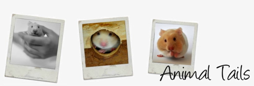 Hamster, transparent png download