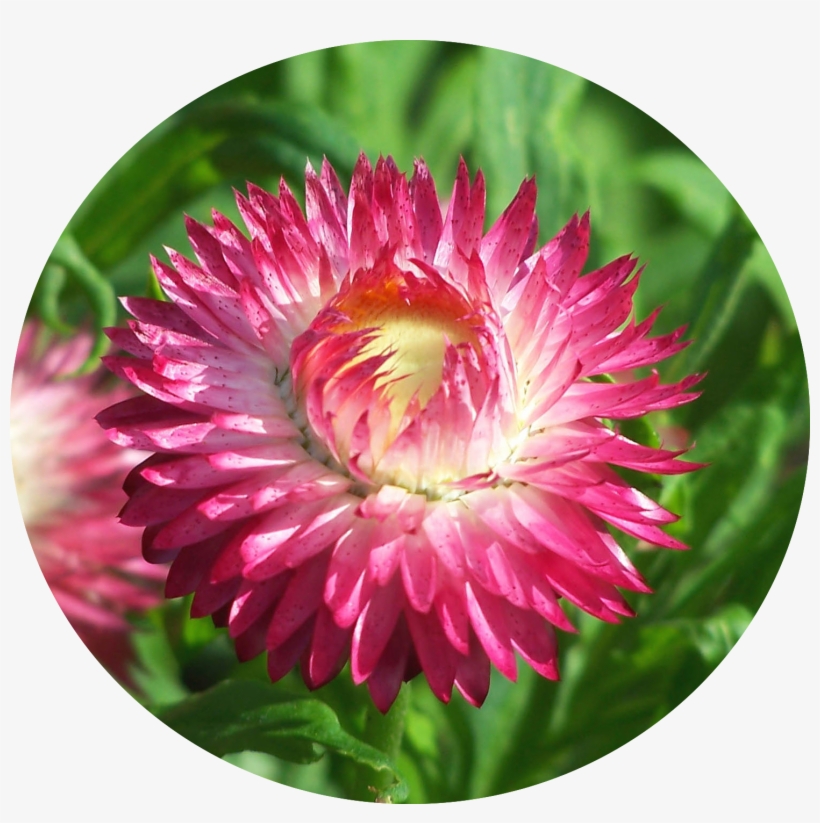 Everlast Means Never-ceasing Remembrance - Kwiaty Ogrodowe Które Nie Potrzebują Słońca, transparent png download