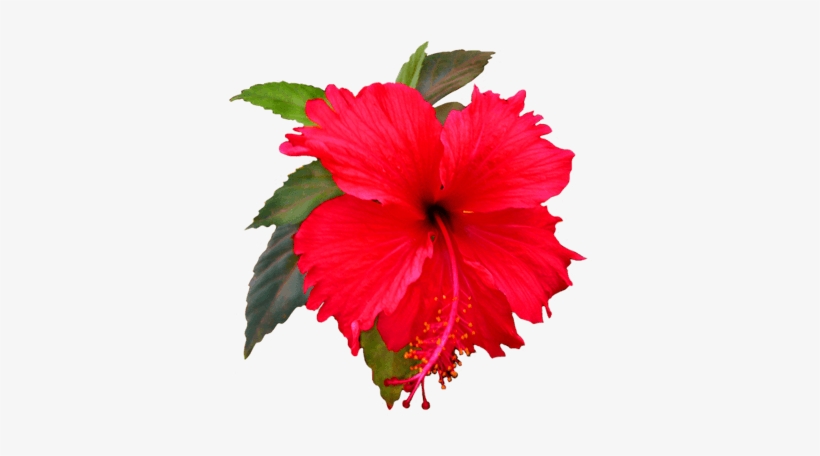 Hibiscus Clipart Png - Shoe Flower Clip Art, transparent png download