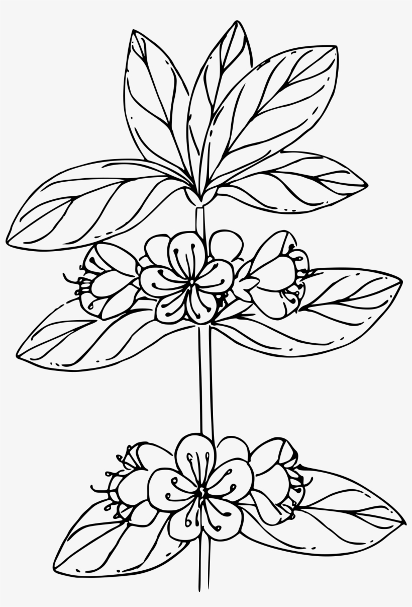 This Free Icons Png Design Of White Mountain Azalea, transparent png download