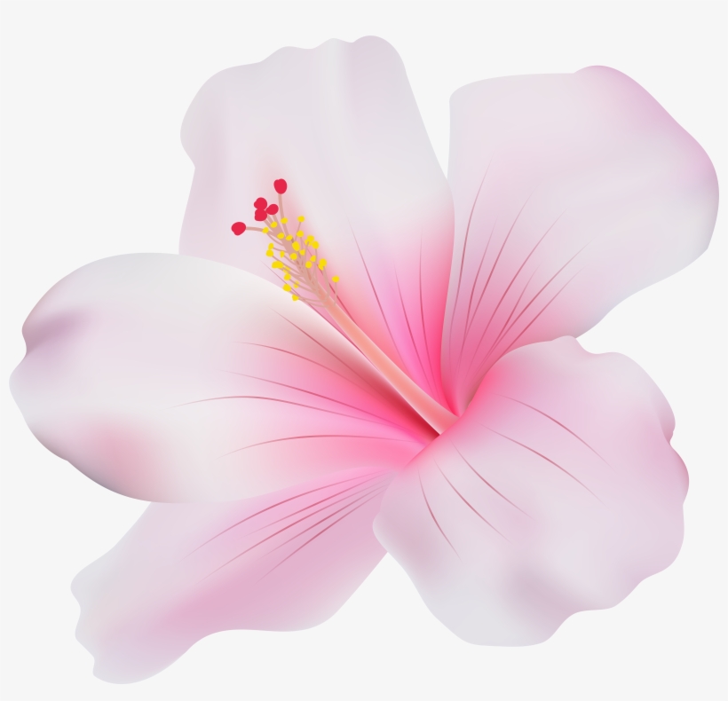 Hibiscus Clipart Png, transparent png download
