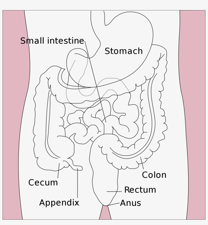 Stomach To Rectum, transparent png download