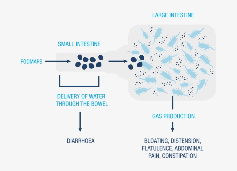 High Fodmap Foods That Can Trigger Ibs Symptoms - Fodmap Diarrhea, transparent png download