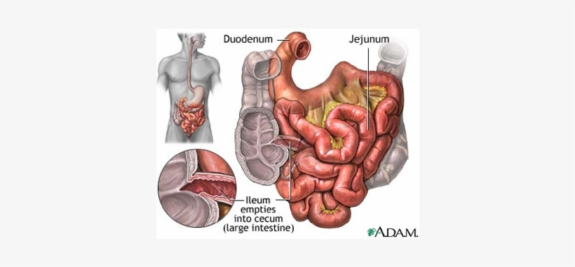 Small Intestine On Flowvella - Small Intestine, transparent png download