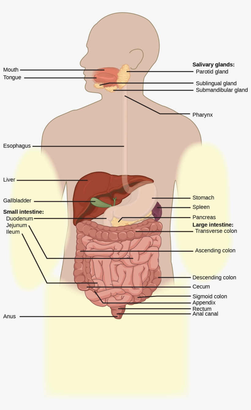 Illustration Shows The Human Lower Digestive System, - Small Intestine, transparent png download