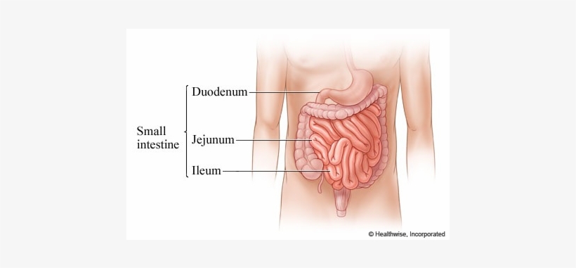 Screen 2 On Flowvella - First Part Of Small Intestine, transparent png download