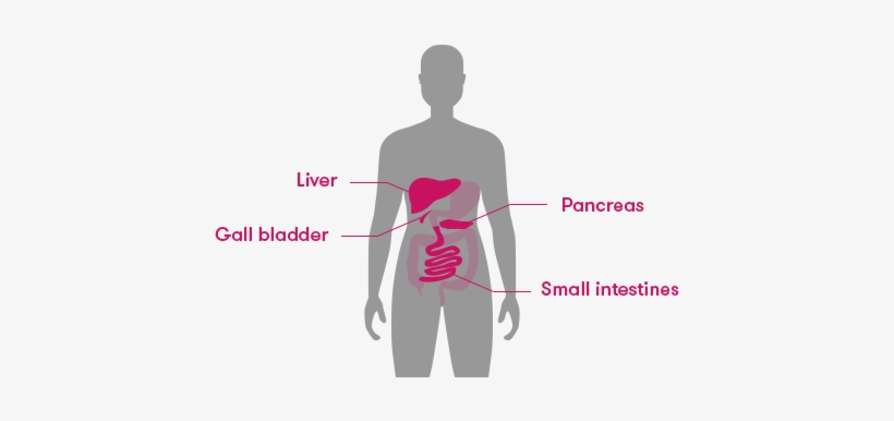 The Liver Is Situated Next To The Stomach, But On The - Small Intestine, transparent png download