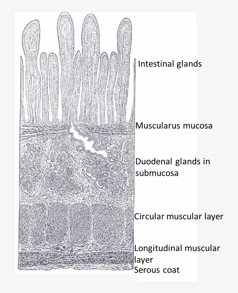 This Is A Drawing Of A Villi - Wikimedia Commons, transparent png download
