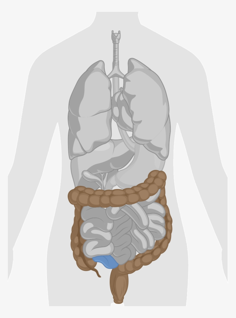 Gi Tract Rectum Colon Small Intestine Portion - Digestive System Anatomy Png, transparent png download