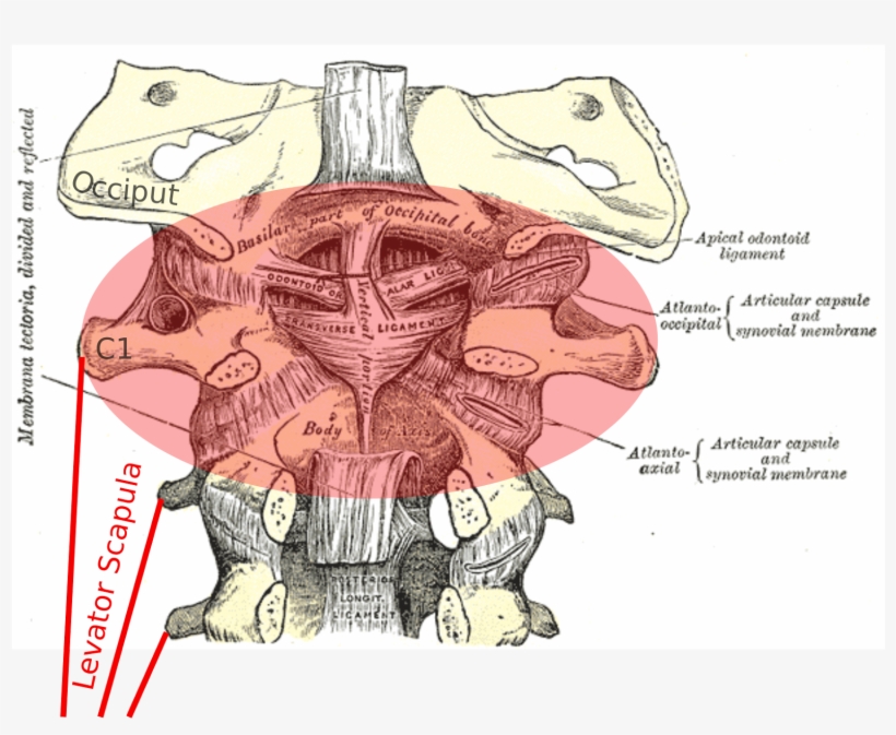 Image Adapted From Gray's Anatomy - Anatomy, transparent png download