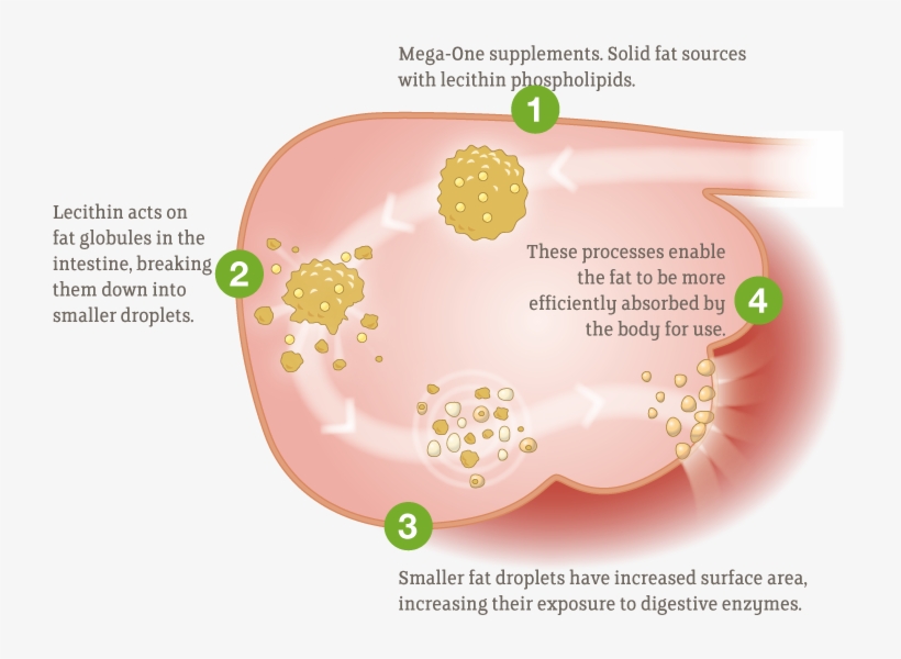 Properties Which Reduce The Size Of Fat Droplets In - Lecithin, transparent png download