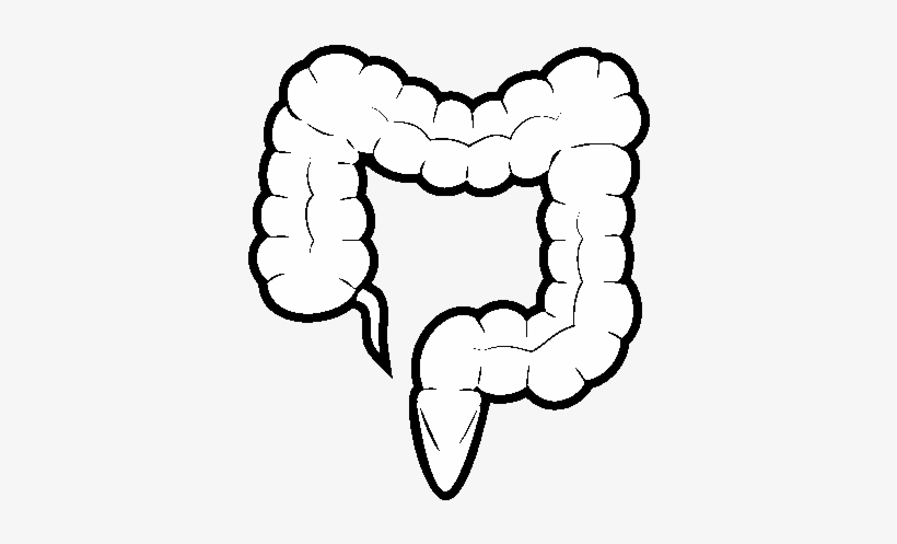 Clipart Resolution 600*470 - Dibujo De Intestino Grueso, transparent png download