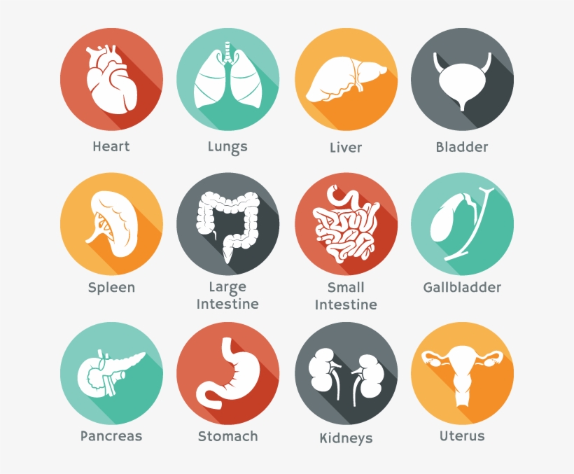 645 Body Organ Icons - Organ Icons, transparent png download