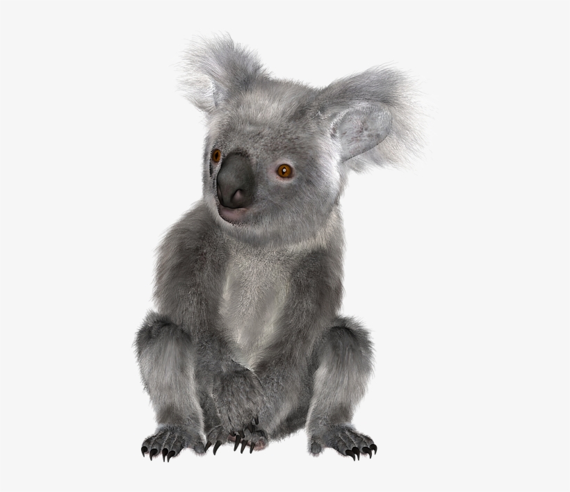 Download Png Image Report - Koala, transparent png download
