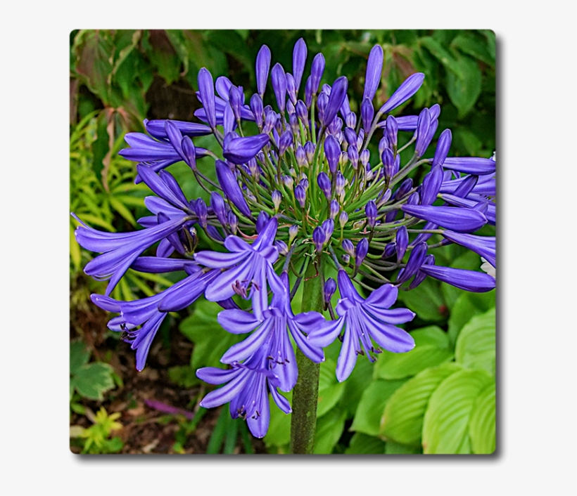 Agapanthus Starburst Blue - Agapanthus, transparent png download