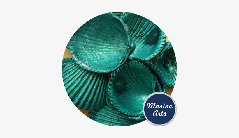 Coloured - Seashell, transparent png download