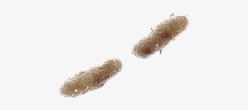 General Information - Whooping Cough Bacteria Png, transparent png download