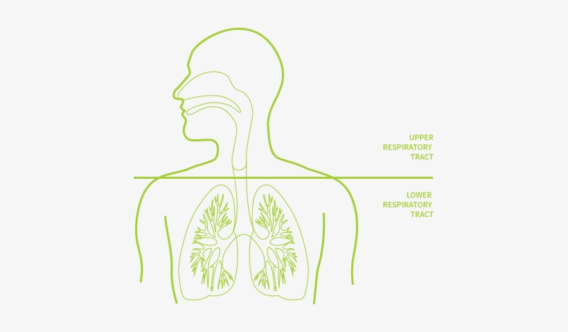 How Your Body Responds - Line Art, transparent png download