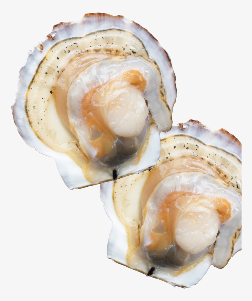 Natural Scallops From Sarufutsu - Tiostrea Chilensis, transparent png download