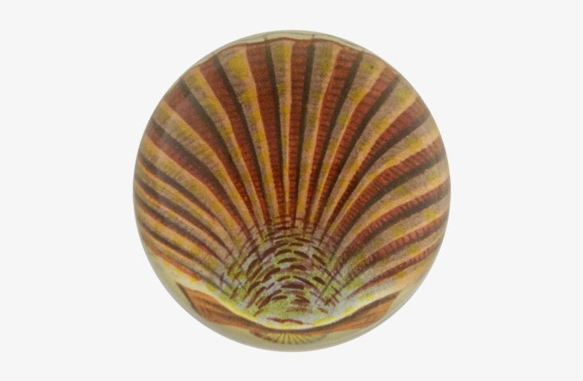 Pink Scallop - Pectinidae, transparent png download