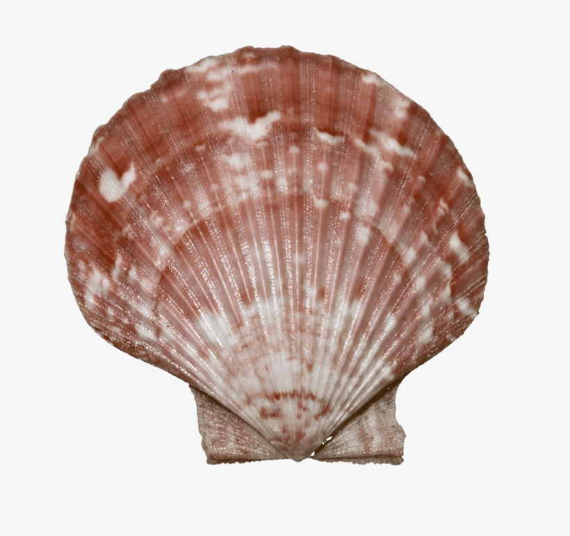 Queen Scallop - Bivalvia, transparent png download