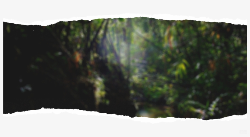 Progressbar-background - Wood, transparent png download