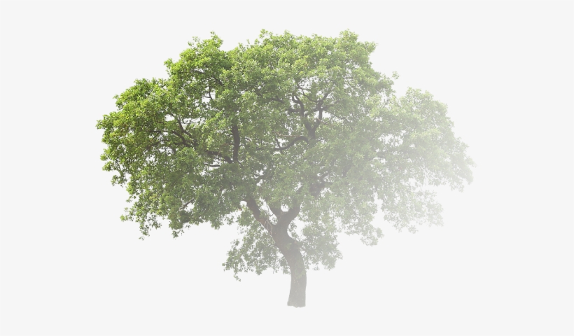 So Basically I Want To Generate A Gradient, And Use - Alberi Png, transparent png download