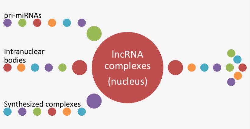 Role Of Long Noncoding Rnas In Breast Cancer - Port Of Entry Visa, transparent png download