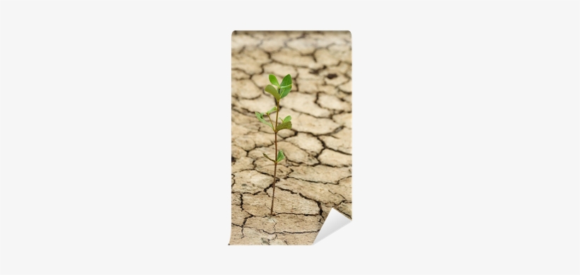 Plant Growing In A Crack On Dry Ground Wall Mural • - Plant Growing From Dry Soil, transparent png download