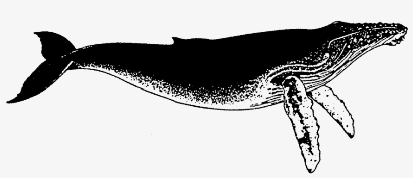 Zoom Humped Back Whale Rubber Stamp - Whale Rubber Stamp, transparent png download