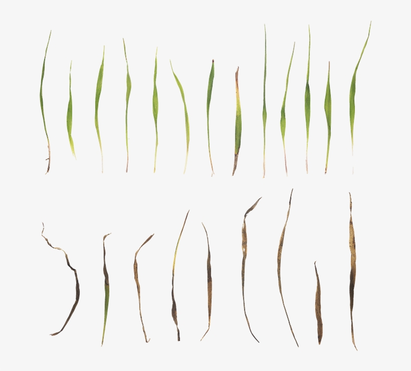 0 - United States Of America, transparent png download