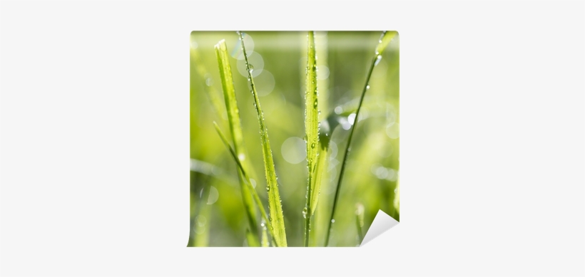 Dew, transparent png download