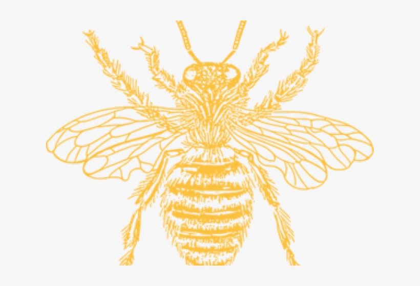 Black And White Bee Print, transparent png download