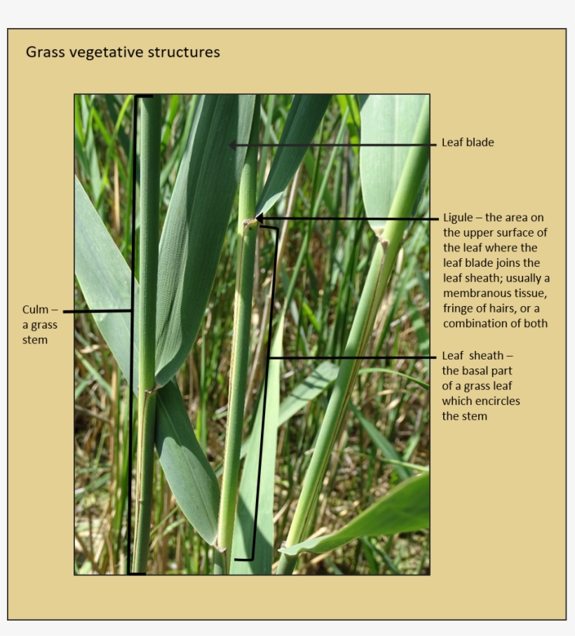 Get Acquainted With Terms Used In This Guide - Common Reed, transparent png download