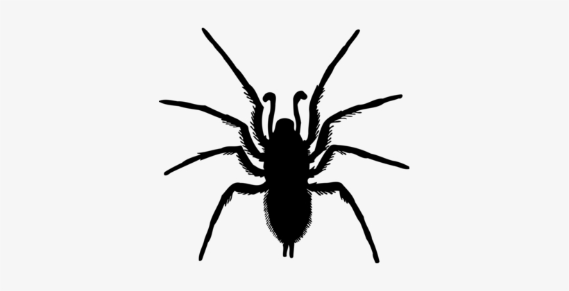 Spider Drawing Silhouette Computer Icons - Spider Silhouette Png, transparent png download