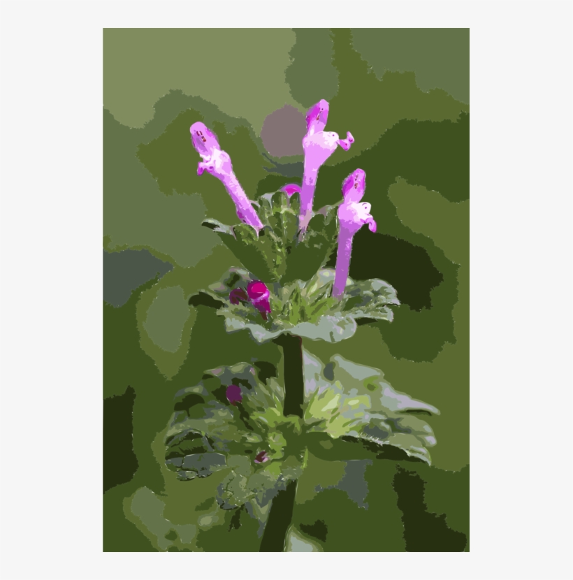 Red Deadnettle Henbit Deadnettle Common Nettle White - Lamium Amplexicaule, transparent png download