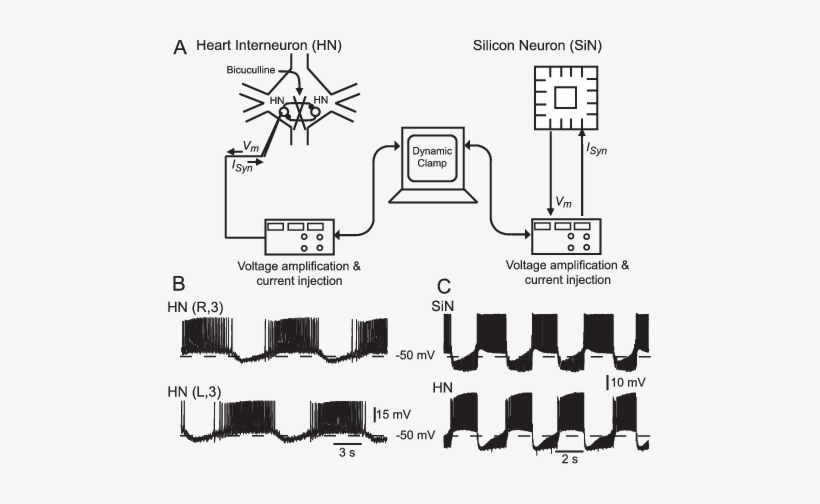 Design And Activity Of Hybrid Half-center Oscillator - Amplifier, transparent png download