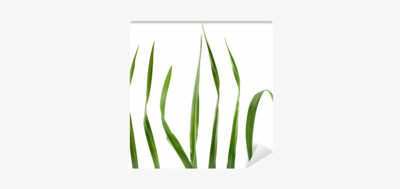 Grass, transparent png download