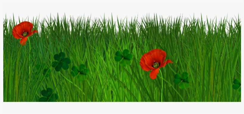 Isolated Grass Border With Poppy Flowers Free Seamless - Natural Png For Photoshop, transparent png download