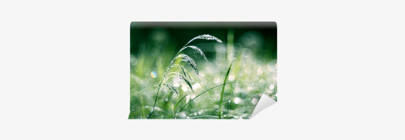 Sweet Grass, transparent png download