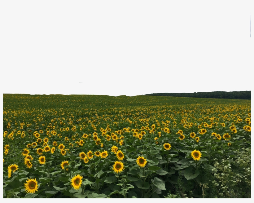 Flower Sticker - Deidara, transparent png download