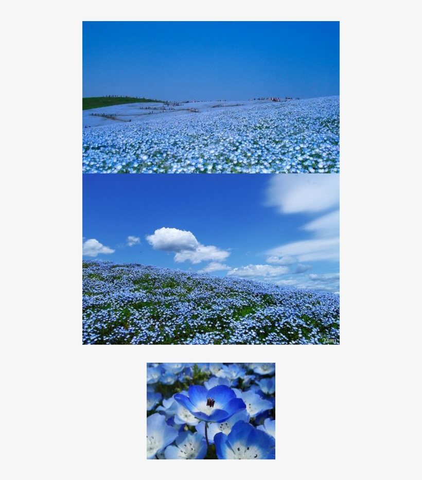 A Flower Field - 400 Seeds-florida & Gulf Coast Wildflower Mix Puerto, transparent png download