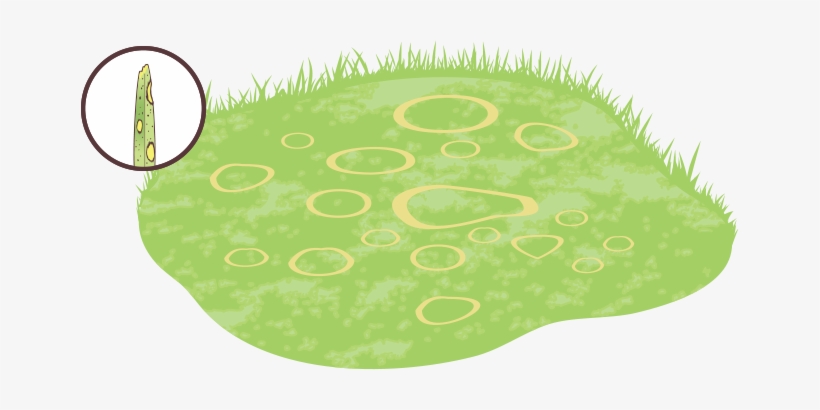 Caused By Improper Watering Or Mowing, This Fungal - Circle, transparent png download