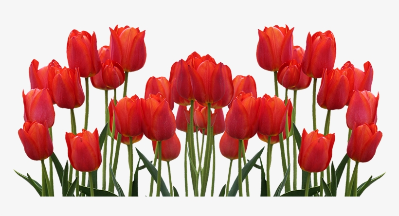Enjoy The Tulip Fields Of Flevoland Starting April - Tulip, transparent png download