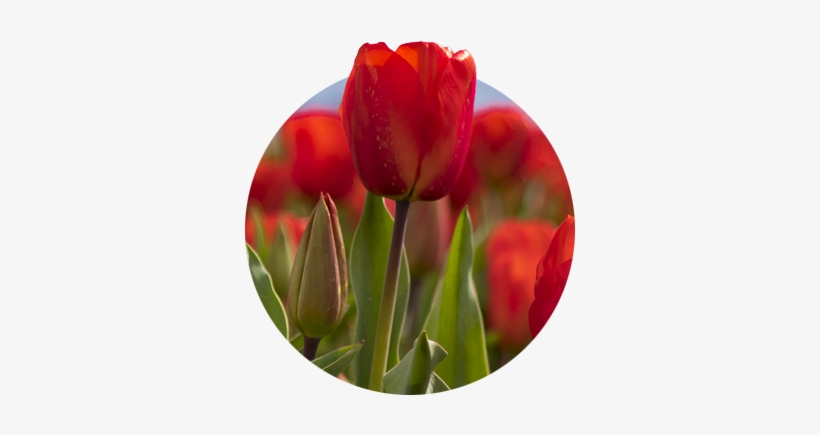 Closeup Of Red Tulip And Bud With Blurred Red Tulips - Sprenger's Tulip, transparent png download