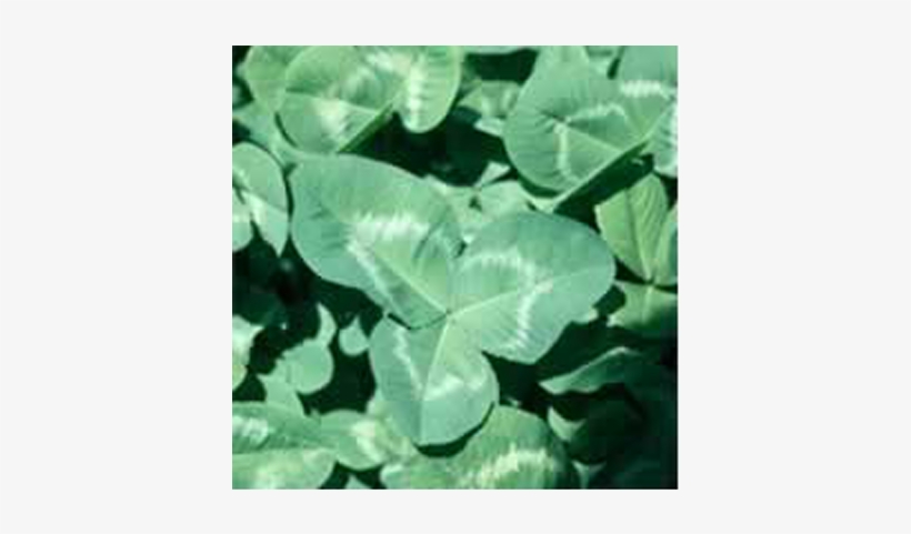Rampart Clover Seed - Seed, transparent png download