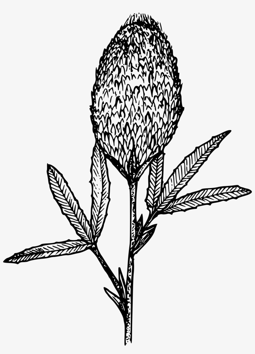 This Free Icons Png Design Of Plumed Clover, transparent png download