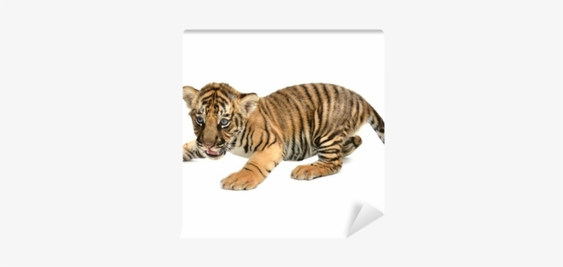 Wallmonkeys Wall Decals Wallmonkeys Wm361278 Baby Bengal, transparent png download