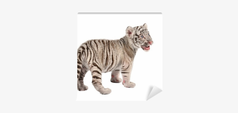 White Tiger, transparent png download