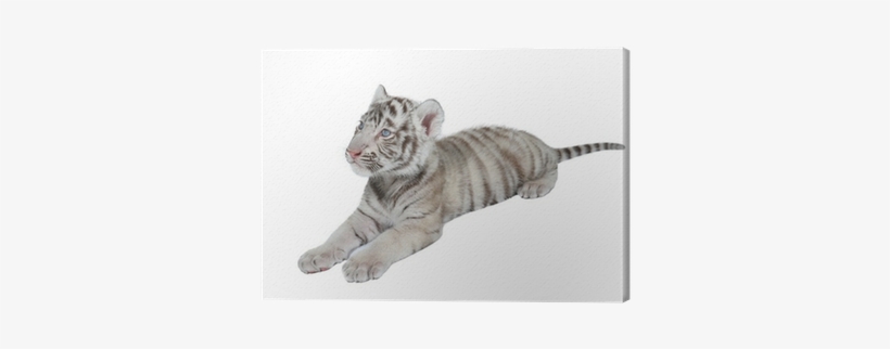 Tiger, transparent png download